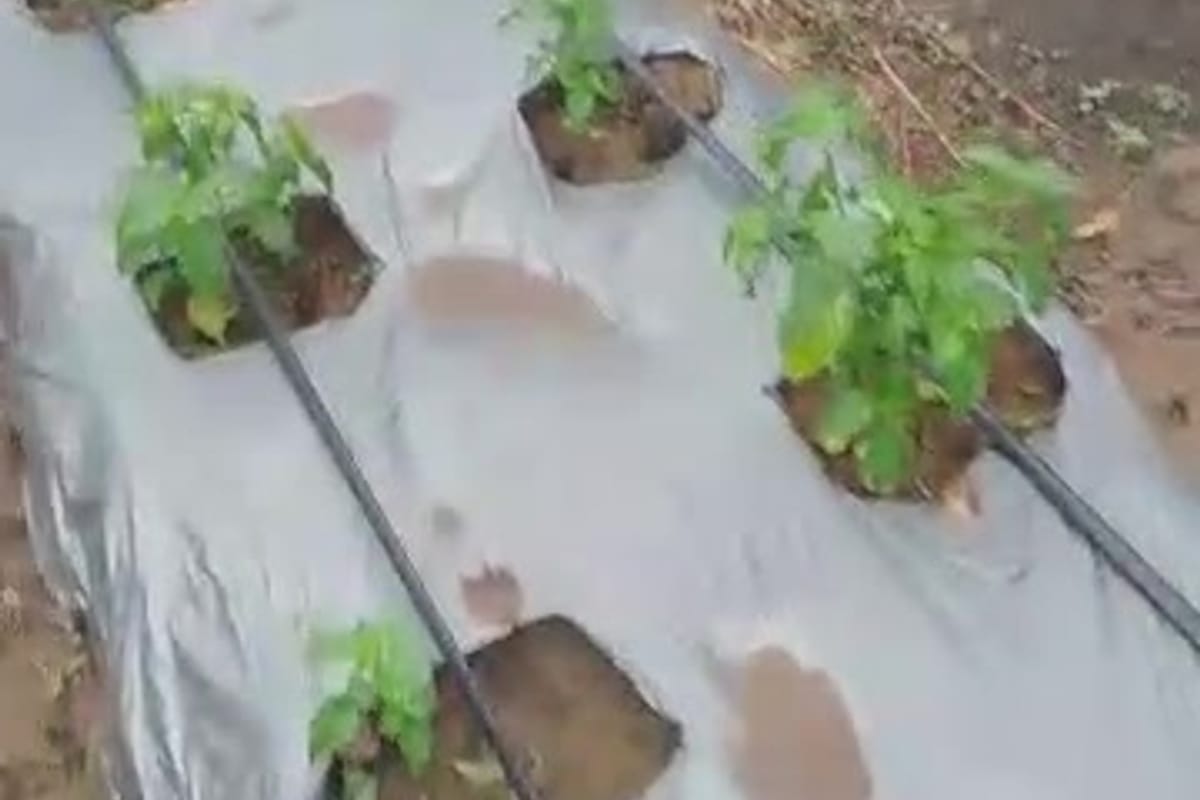 Young pepper seedlings growing on mulched beds with drip irrigation lines at R&L Bioharvest Farms